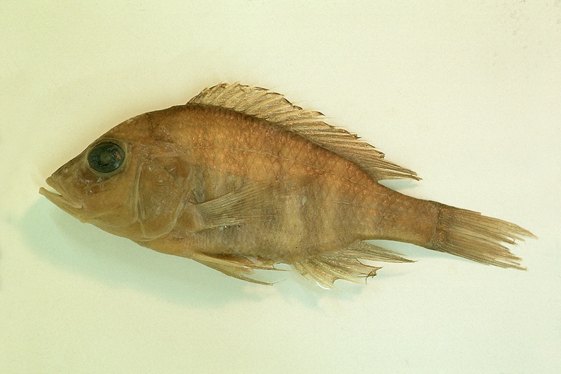 Alticorpus profundicula